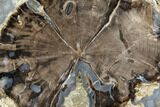 Petrified Wood (Schinoxylon) Slab - Blue Forest, Wyoming #124221-1